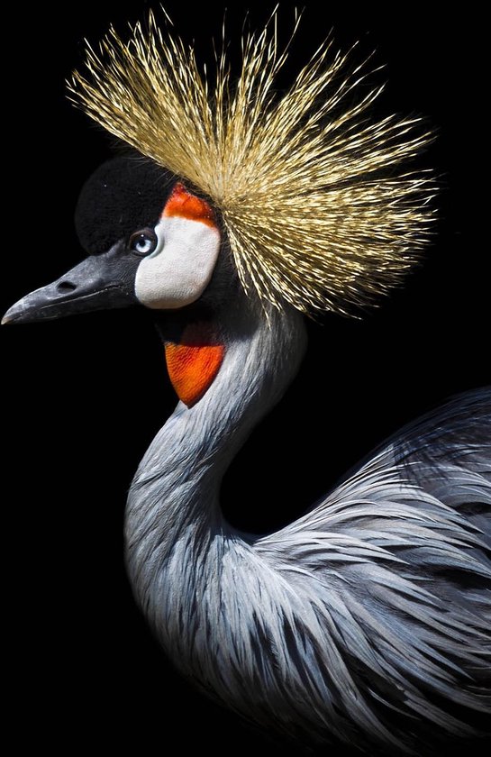 Kraanvogel op Canvas - WallCatcher | Staand 40 x 60 cm | Crowned Crane op Canvasdoek
