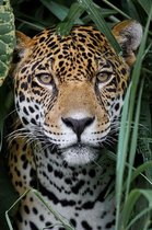 Jaguar op Geborsteld Aluminium - WallCatcher | Staand 60 x 90 cm | schilderijen | Amazon Jaguar