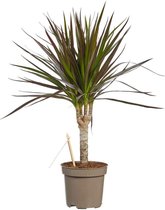 Choice of Green - Dracaena marginata Margenta Drakenboom - Hoogte 45 cm - Diameter pot 11 cm