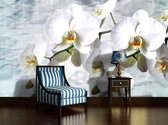 Fotobehang Vlies | Orchidee, Bloemen | Wit | 368x254cm (bxh)