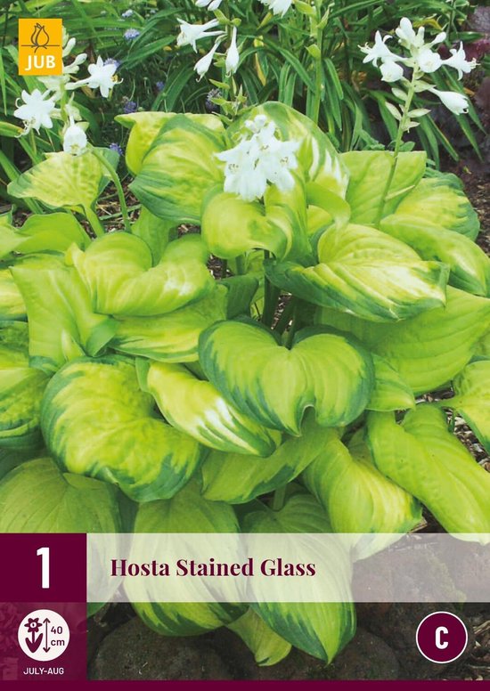Hosta 'Stained Glass' 4 sets