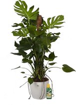 Kamerplant van Botanicly – Gatenplant incl. sierpot wit + 250 ml kunstmest als set – Hoogte: 120 cm – Monstera Deliciosa