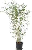 Bamboe kopen? Alle Bamboe online | bol.com