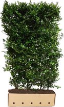 Ilex meserveae Blue Prince 200 cm