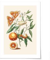 Art print ‘Maria Sibylla Meriam - Citrusfruit met vlinder’ 50x70 cm.
