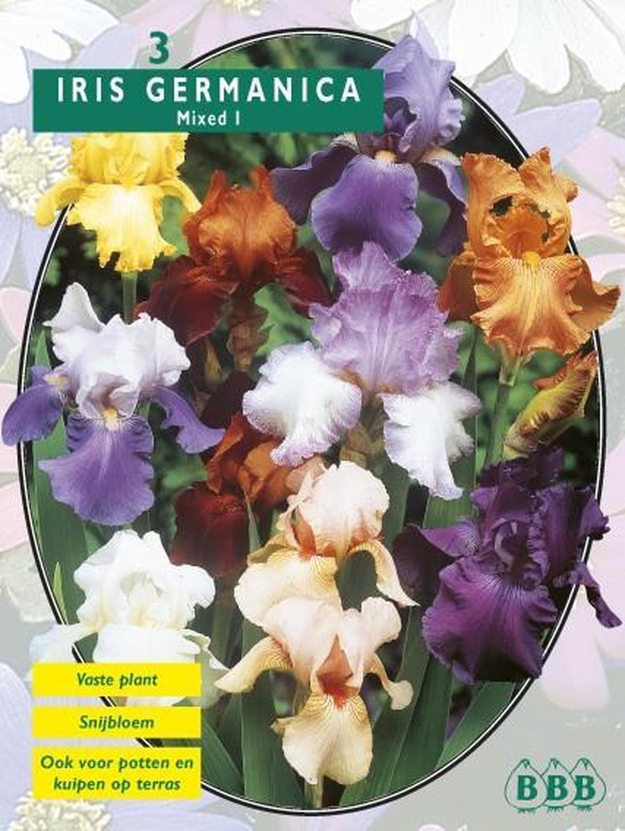 2 stuks Zomer Bloembollen Iris Germanica, Gemengd per 3