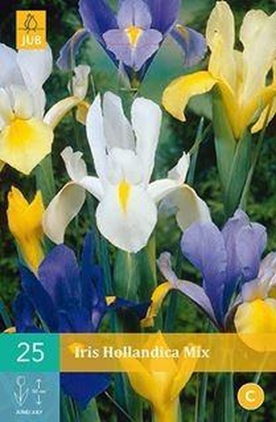 Iris hollandica blauw 25st Bloembollen JUB Holland bol