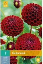 X 1 DAHLIA NATAL I