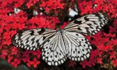 MyHobby Borduurpakket – Witte vlinder op rode bloemen 50×30 cm - Aida stof 5,5 kruisjes/cm (14 count)