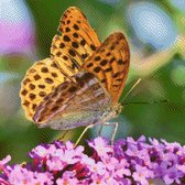 MyHobby Borduurpakket – Oranje vlinder 40×40 cm - Aida stof 5,5 kruisjes/cm (14 count)