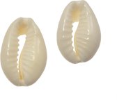 Kauri Schelpjes (18 - 20 mm) Seashell (25 gram / ca. 21 stuks)