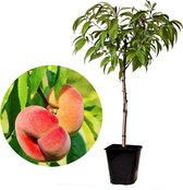 Plant in a Box - Prunus Persica 'Saturnus' - Wilde Perzik - Pot ⌀15cm - Hoogte ↕ 60-70cm - Winterhard - Fruitboom - Perzikboom - Tuinplant