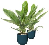 Duo Anthurium 'Jungle King' in ELHO Vibes (donkerblauw) ↨ 50cm - 2 stuks - hoge kwaliteit planten