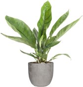 Anthurium 'Jungle King' in Mica sierpot Jimmy (lichtgrijs) ↨ 55cm - hoge kwaliteit planten