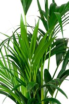 Kentia Howea in watergevende Rondo zwart | Palm