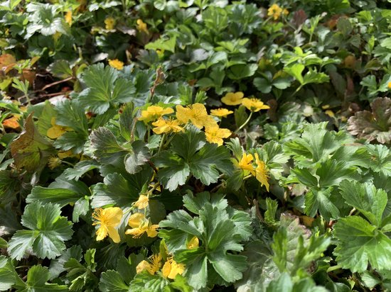 Waldsteinia ternata – Goudaardbei