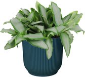 Kamerplant van Botanicly – Pekinggras in blauw ELHO plastic pot als set – Hoogte: 20 cm – Murdannia Bright Star