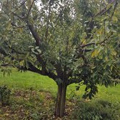 Oude Pruimenboom - Prunus d. Opal | Laagstam +/- 15 jaar