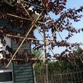 Lei-sierpruim - Prunus cerasifera Nigra | Omtrek: 6-10 cm | Hoogte: 300 cm