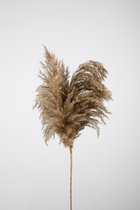 Kunsttak Grassen - topkwaliteit decoratie - Bruin - zijden tak - 102 cm hoog