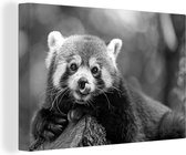 Canvas Schilderij Gekke rode panda - zwart wit - 60x40 cm - Wanddecoratie