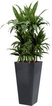 Dracaena Janet Craig hydrocultuur in Runner vierkant antraciet | Drakenbloedboom