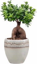 Ficus Bonsai Compacta in Amora Couple Lava Grey | Bonsai