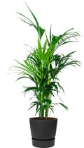 Kentia Howea in Greenville zwart | Palm