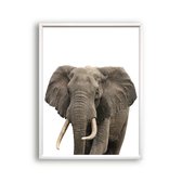 Poster Jungle / safari olifant hoofd / Jungle / Safari / 30x21cm