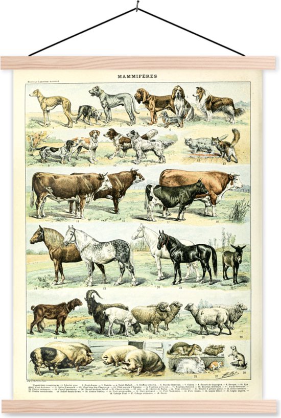 Posterhanger incl. Poster - Schoolplaat - Dieren - Paarden - Illustratie - Vintage - Adolphe Millot - 120x160 cm - Blanke latten