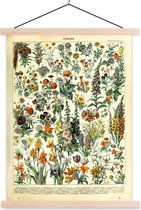Affiche scolaire - Plantes - Fleurs - Design - 40x53 cm - Lattes vierges