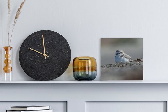 Tableau sur toile Pluvier de plage sur la plage - 20x20 cm - Décoration murale