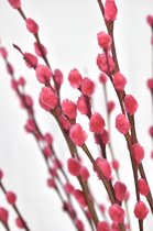 Bloemen - Wilgenkatjes - Katjes takken - Roze - 70 cm - Natuurlijk Bloemen