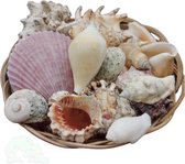 Mélange de coquillages - décoration - décoration de la mer - sac de coquillages