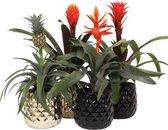 Breasy Bromelia Royal mix Hope, Tala, Pepita en Ananasplant in Royal Crown keramieken sierpot | 4 stuks | Ø 13cm |  35-53 cm