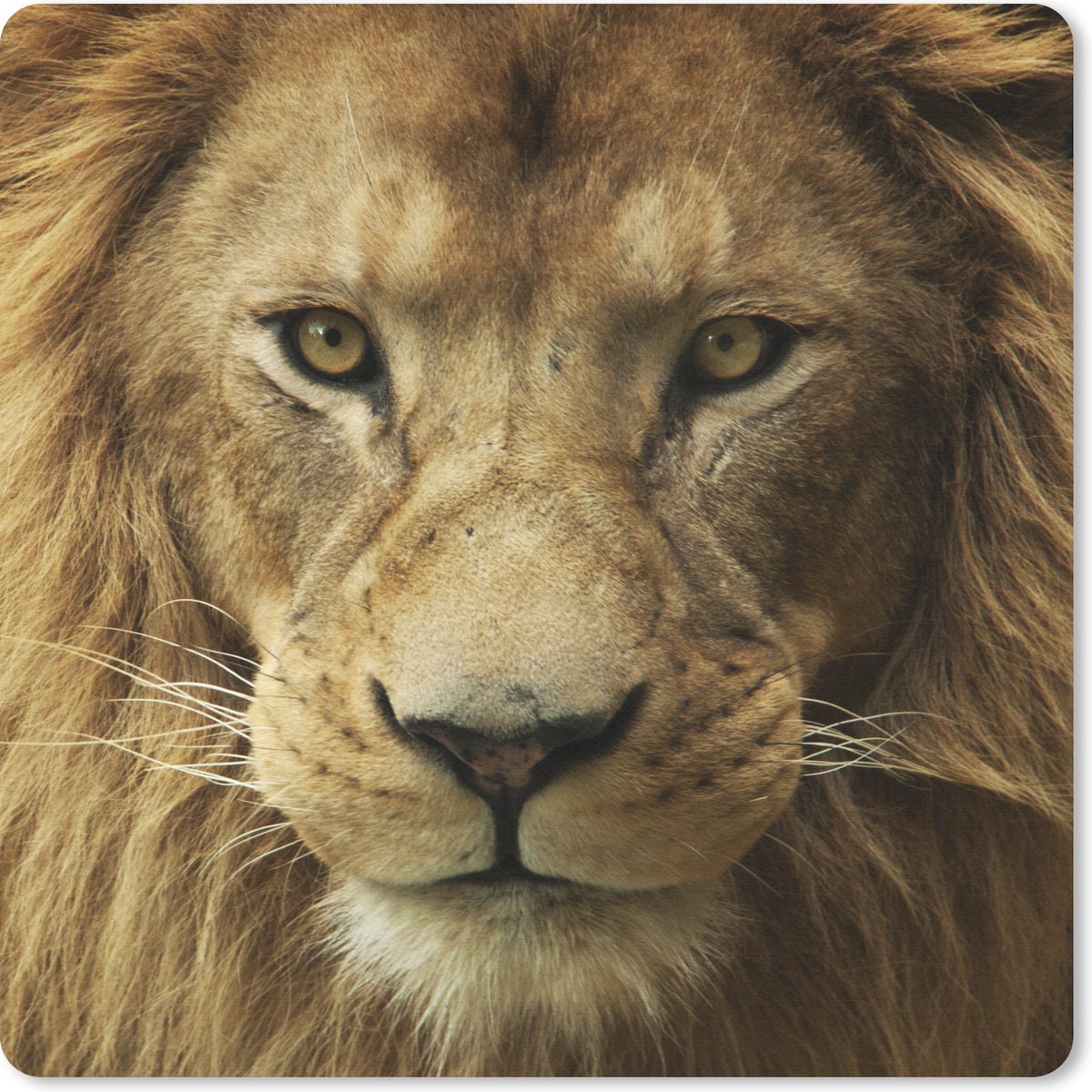 Muismat 30x30 cm - Mousepad Portret - Afrika - Leeuw - Muismatten