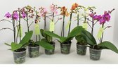 Orchideeën van Botanicly – 3 × Vlinder orchidee – Hoogte: 45 cm, 1 tak – Phalaenopsis multiflora