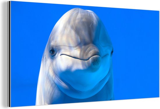 Wanddecoratie Metaal - Aluminium Schilderij - Dolfijn in een aquarium