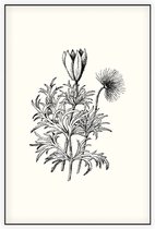Pulsatilla zwart-wit (Pasque Flower) - Foto op Akoestisch paneel - 80 x 120 cm