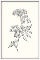 Sium Suave zwart-wit Schets (Water Parsnip) - Foto op Akoestisch paneel - 100 x 150 cm