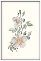 Bosroos (Field Rose) - Foto op Akoestisch paneel - 80 x 120 cm
