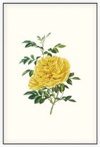 Rosa Foetida Aquarel (Persian Yellow Rose) - Foto op Akoestisch paneel - 100 x 150 cm