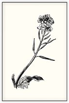 Herik zwart-wit (Charlock) - Foto op Akoestisch paneel - 150 x 225 cm