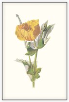Gele Hoornpapaver (Yellow Horned Poppy) - Foto op Akoestisch paneel - 100 x 150 cm