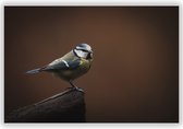 Vogel op Boomstronk in de Natuur op Aluminium - Foto op Dibond - Aluminium Schilderij - Foto in Natuur - 120x80 cm