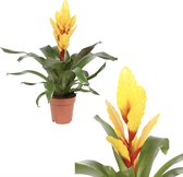 Breasy Bromelia Vriesea Intenso Yellow | tropisch bloeiende kamerplant| 1 stuks | Ø12cm |  35-50 cm