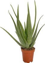 ZynesFlora - Aloë Vera - Ø 19 cm - Hoogte: 60 - 65 cm - Kamerplant - Aloë - Succulent - Vetplant