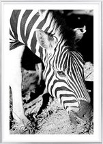 Poster Met Metaal Zilveren Lijst - Mlilwane Zebra Poster
