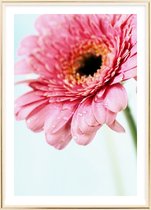 Poster Met Metaal Gouden Lijst - Daisy Gerbera Flower Poster