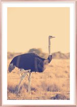 Poster Met Metaal Rose Lijst - Botswana Struisvogel Poster